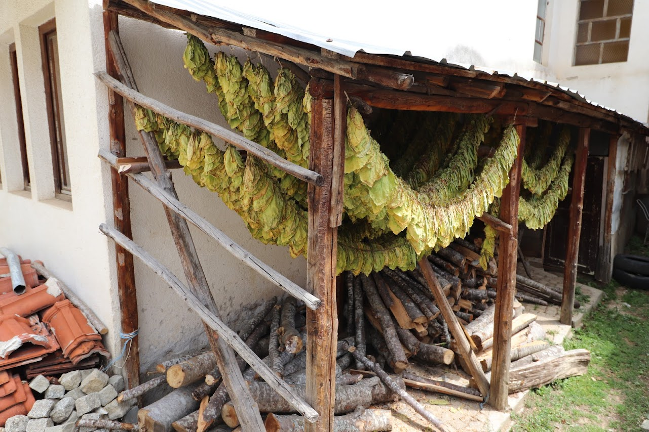 Drying Tobacco Leaves, Krusevo