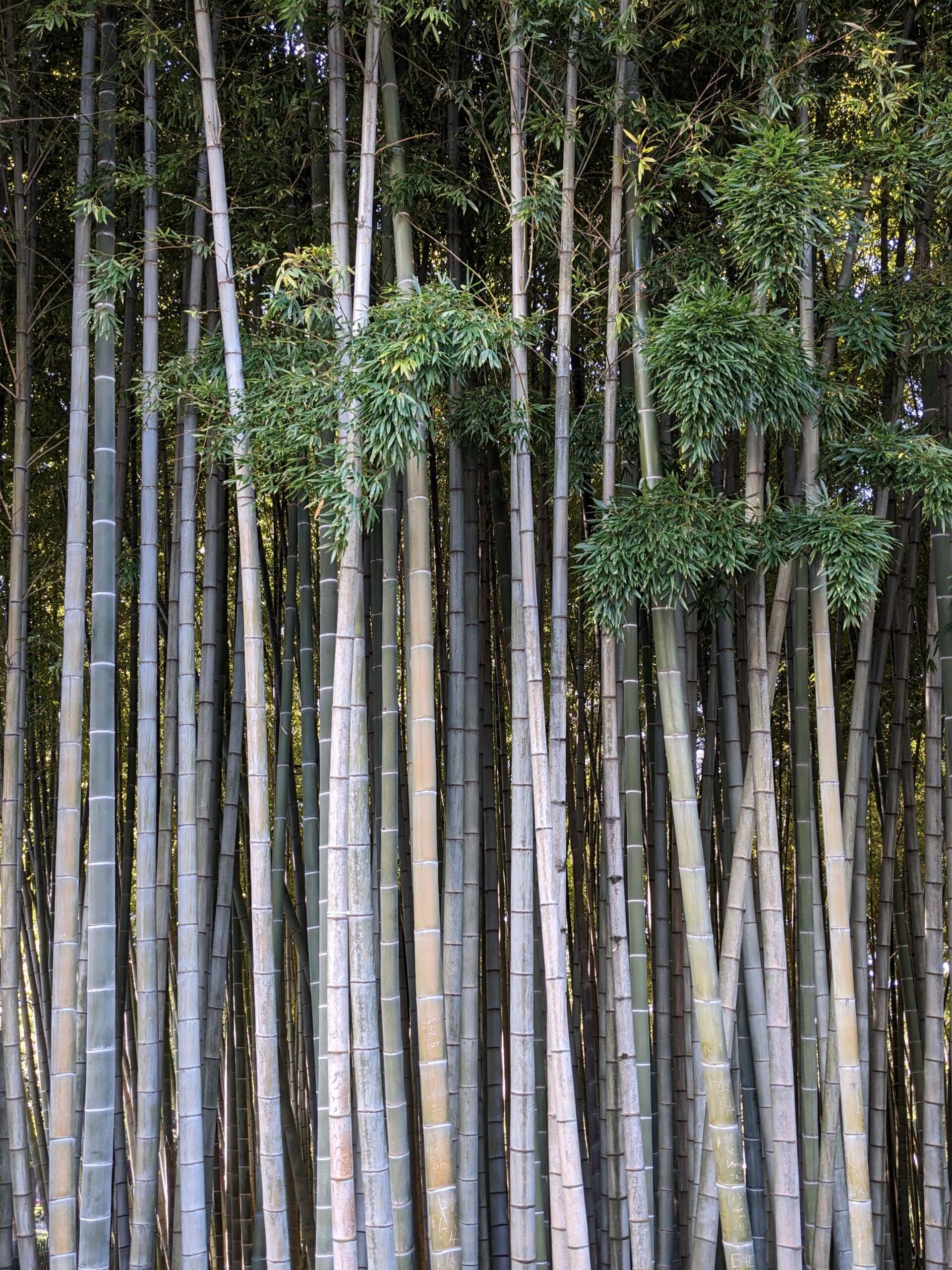bamboo grove, things to do in batumi