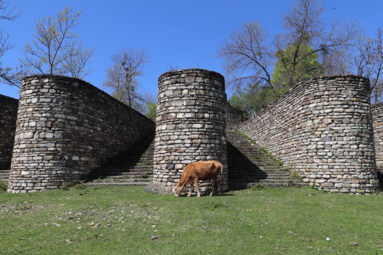 cow in Pankisi Valley