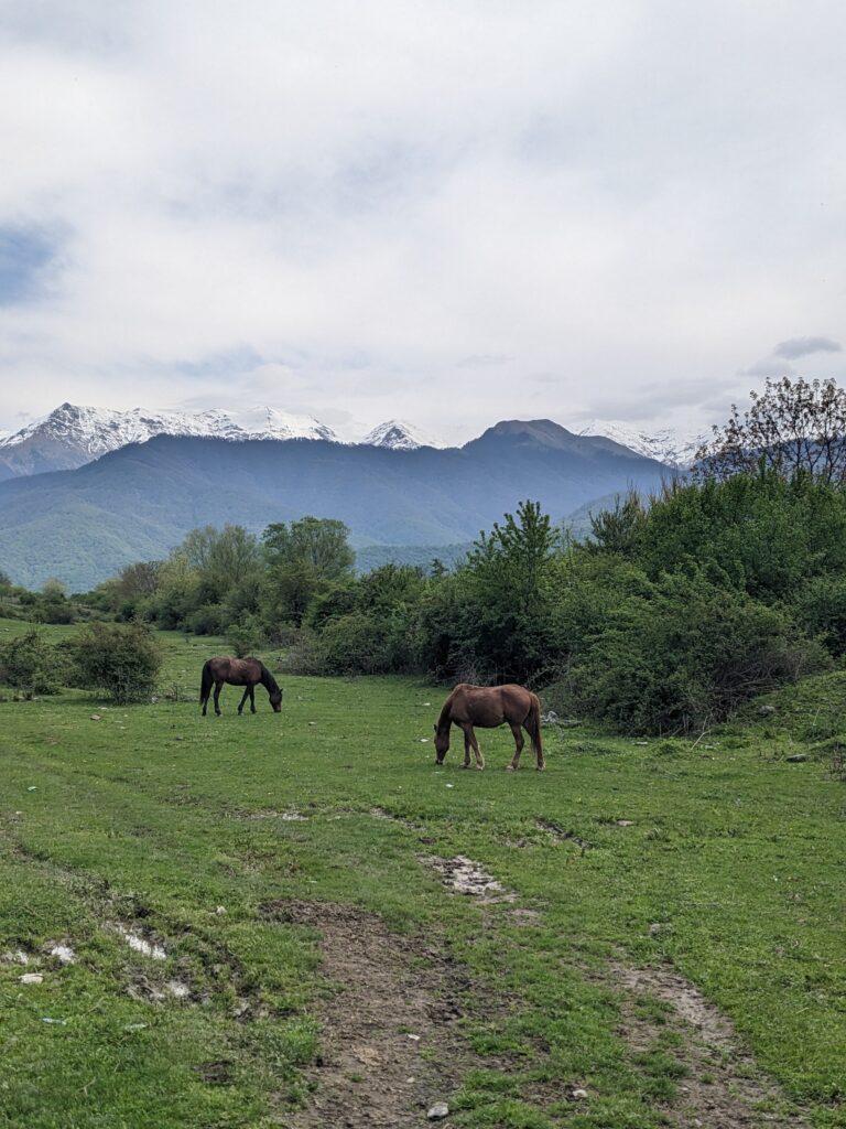 horses in green fields with snow capped mountains in the background, Pankisi Valley