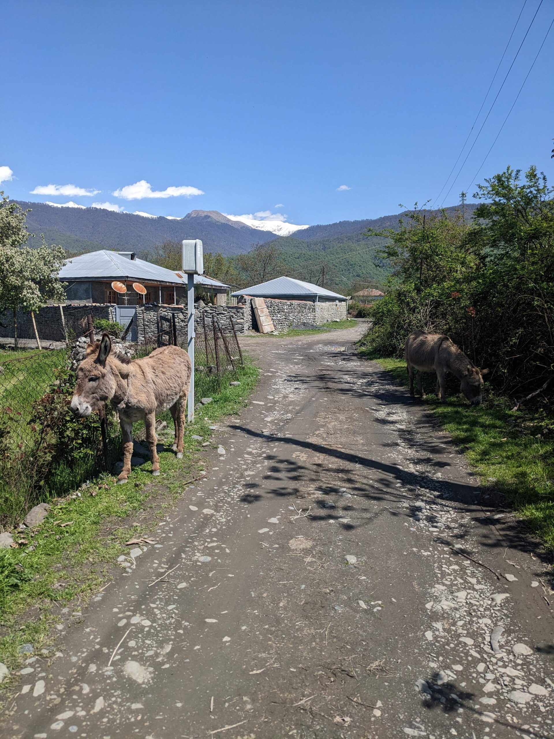 a donkey on a path in pankisi valley