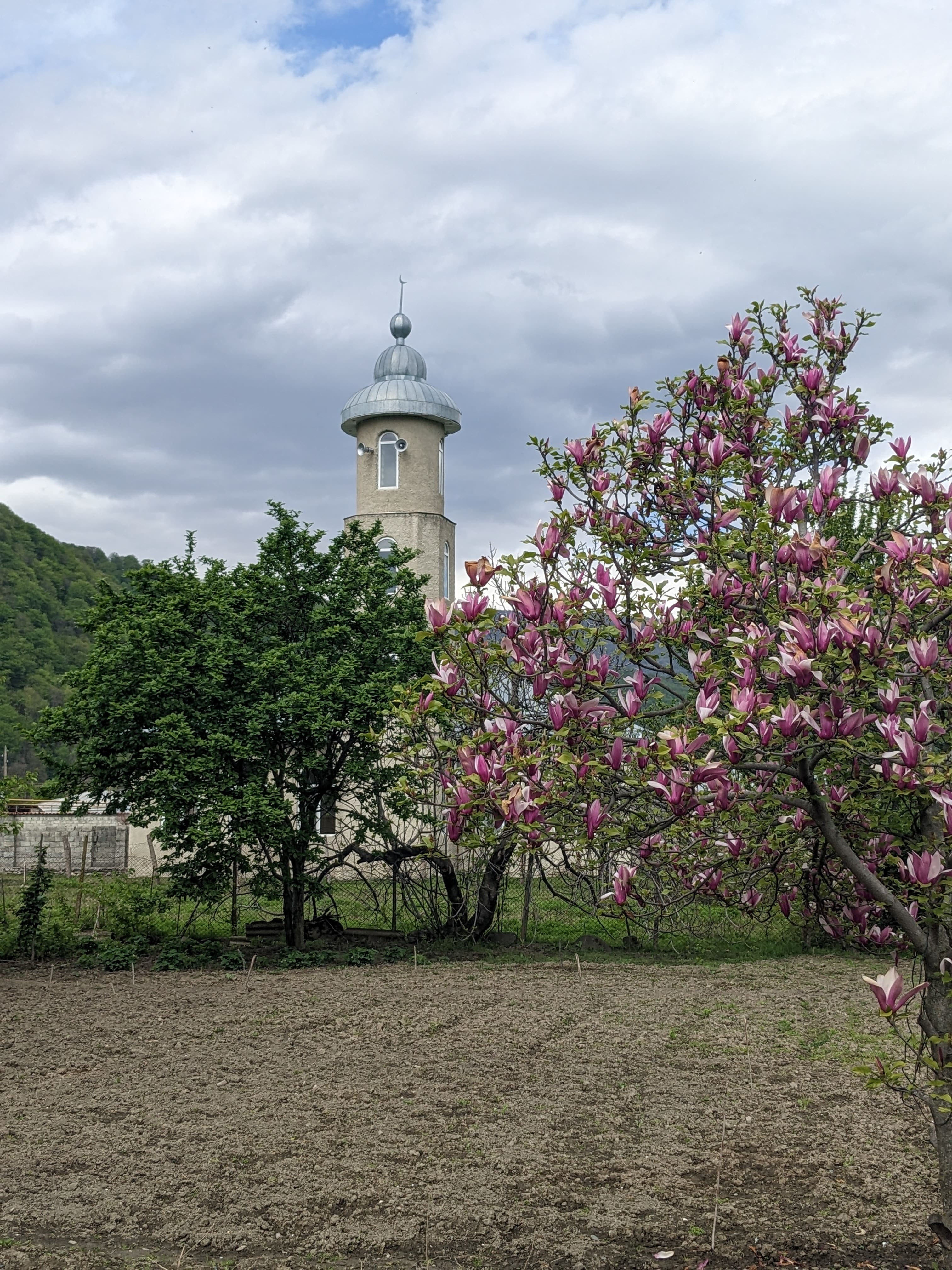 a minaret has a tree with pink blossom in front, visit pankisi