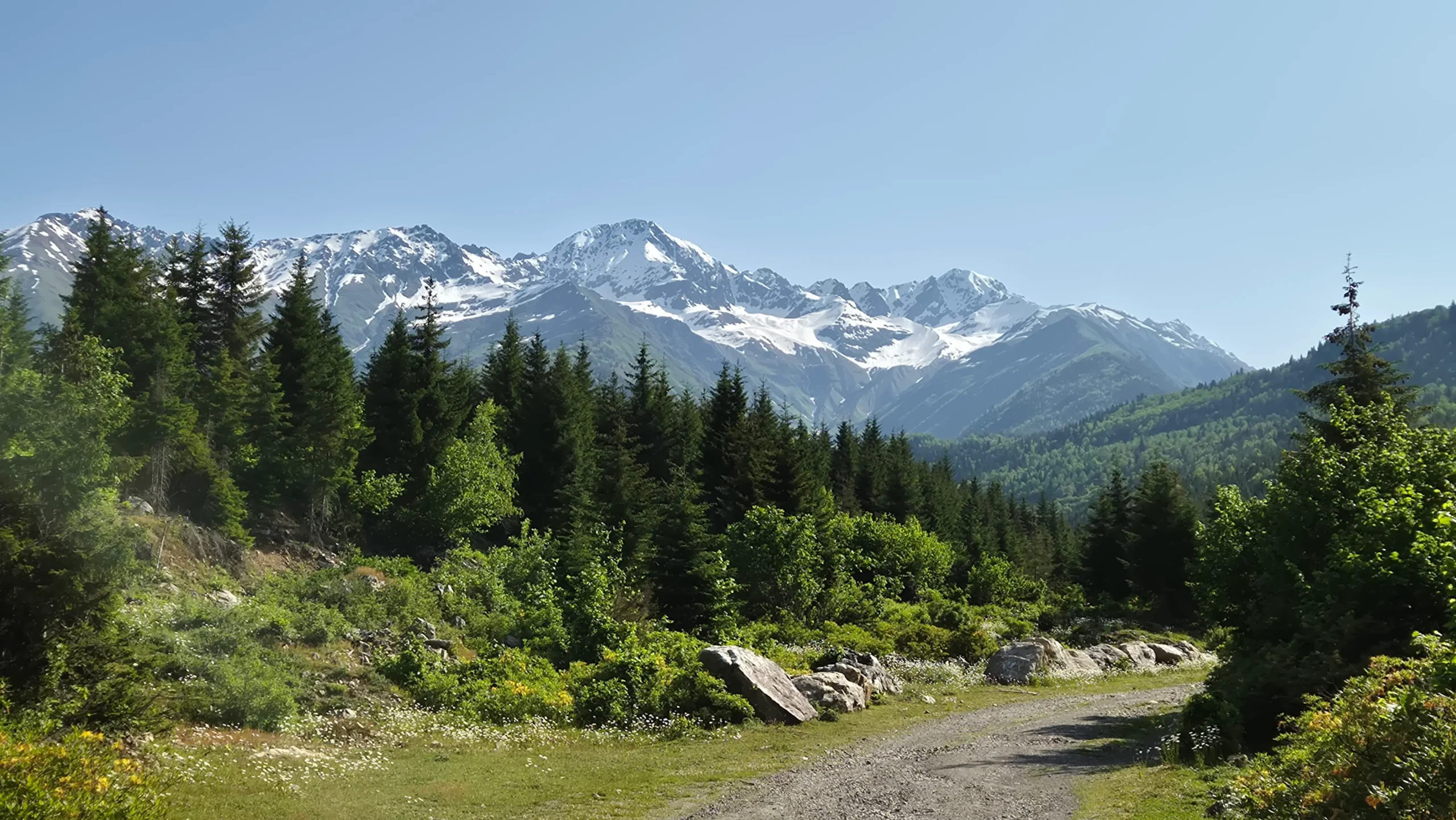 Leg 1 - Mestia to Zhabeshi Trek a path leads between trees with snow-capped mountains in the background on the hike from Mestia to Zhabeshi in Georgia