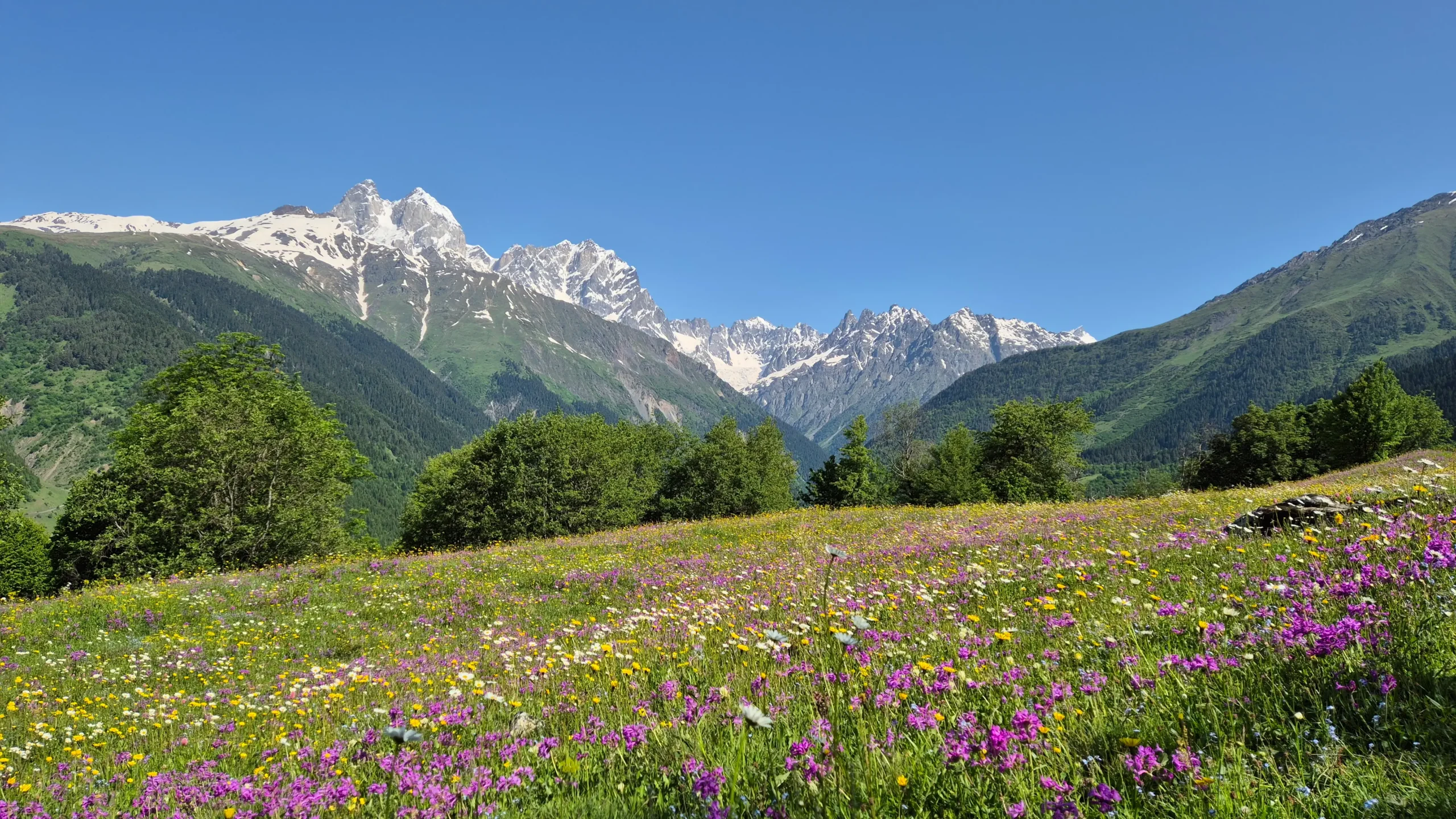 wildflowers on leg 1: Mestia to Zhabeshi pink, yellow, and wild flowers in a meadow with snow-topped Mount Ushba in the background - on the hike from Mestia to Zhabeshi, Georgia