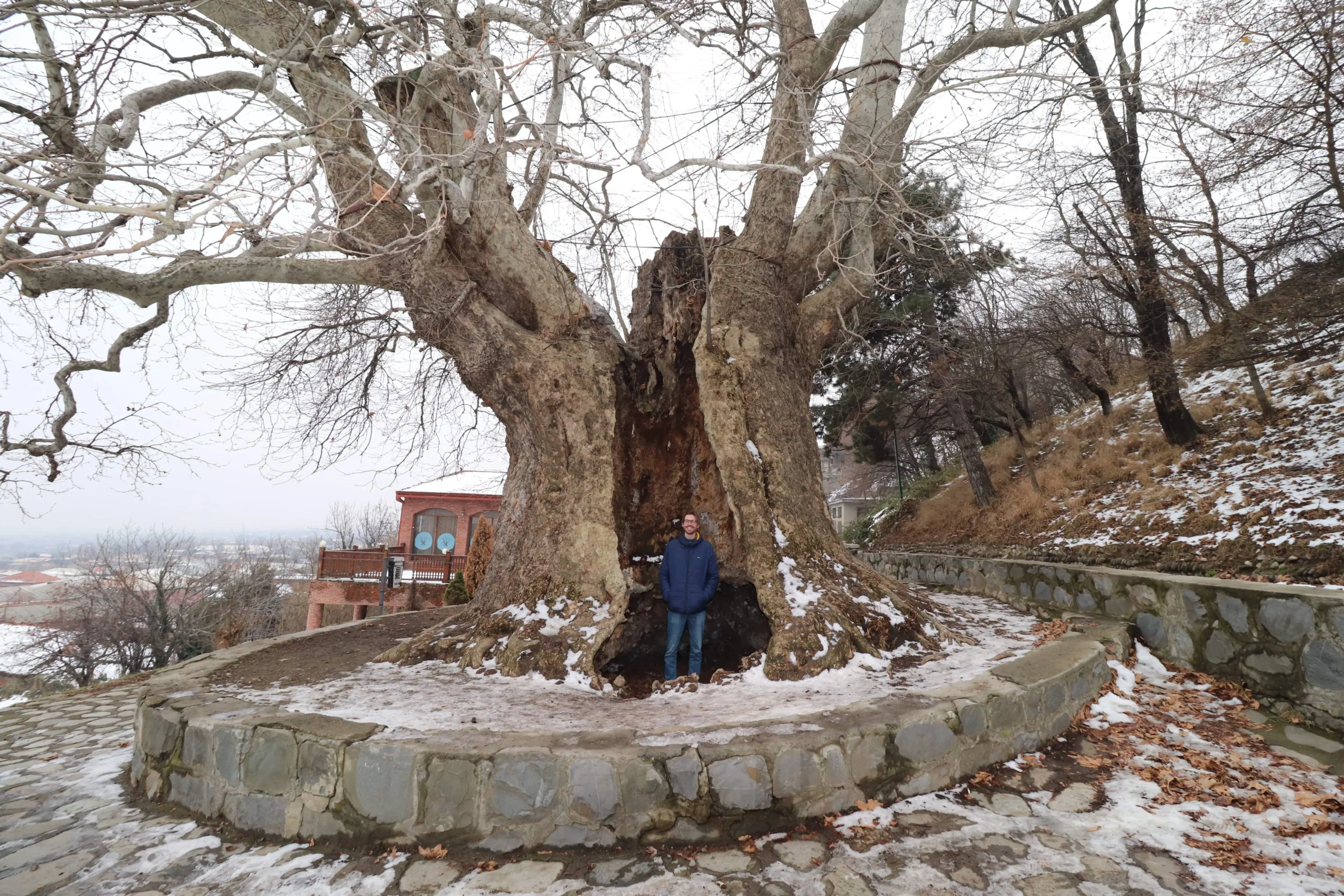 Giant plane tree a man stands inside of Telavi's giant plane tree