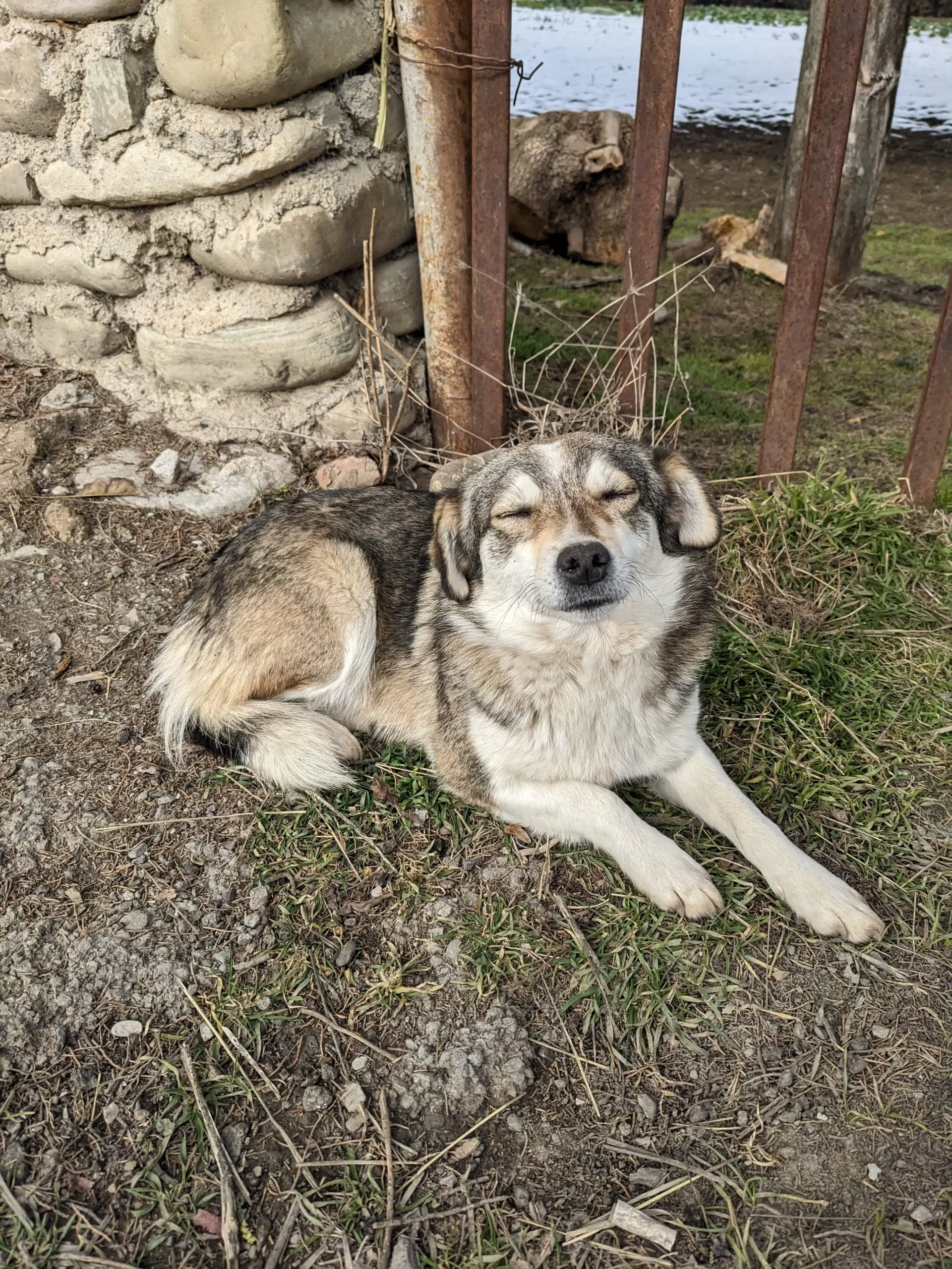 A beautiful monastery dog! PXL 20230126 093920431 min scaled