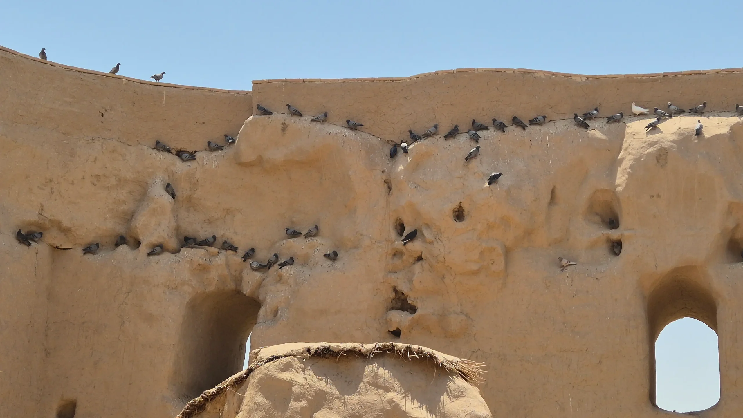Pigeons in Kyrk Kyz pigeons hide from the summer heat in crevices of the ancient site of Kyrk Kyz in Termez, Uzbekistan