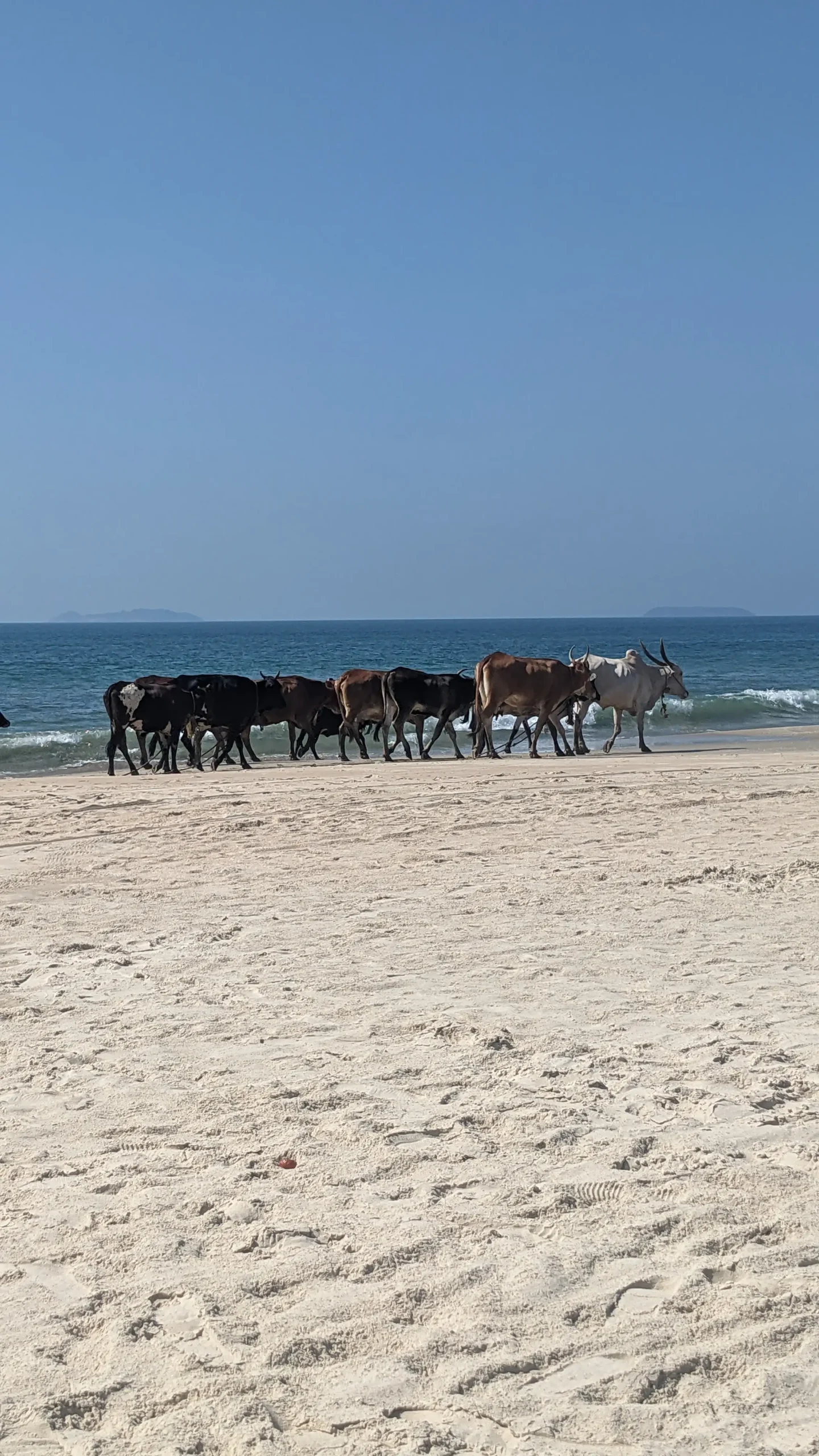 a herd of cows walk along Majorda Beach in South Goa