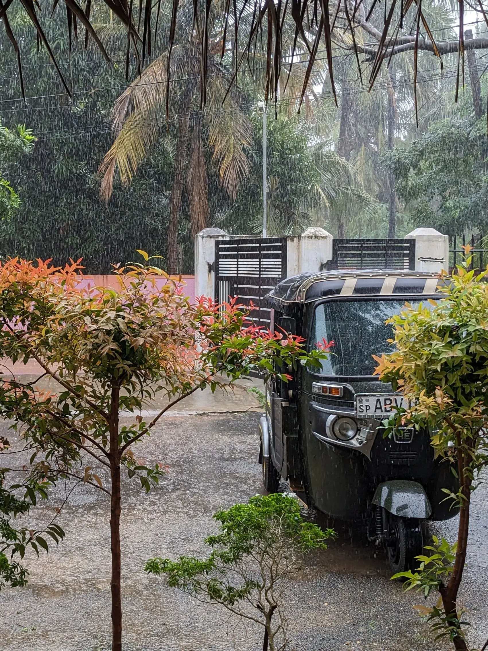 Sri Lankan rain PXL 20240131 042059499 l 1