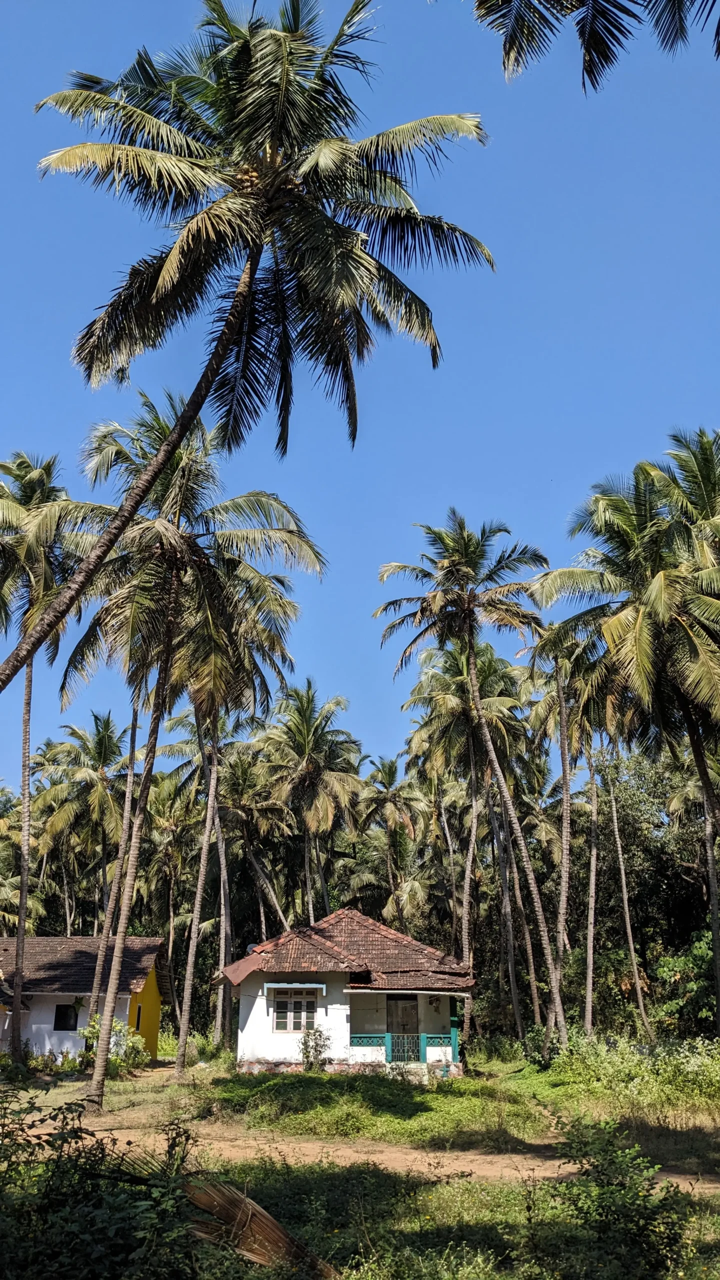 a small white house is surrounded by tall palm trees in South Goa