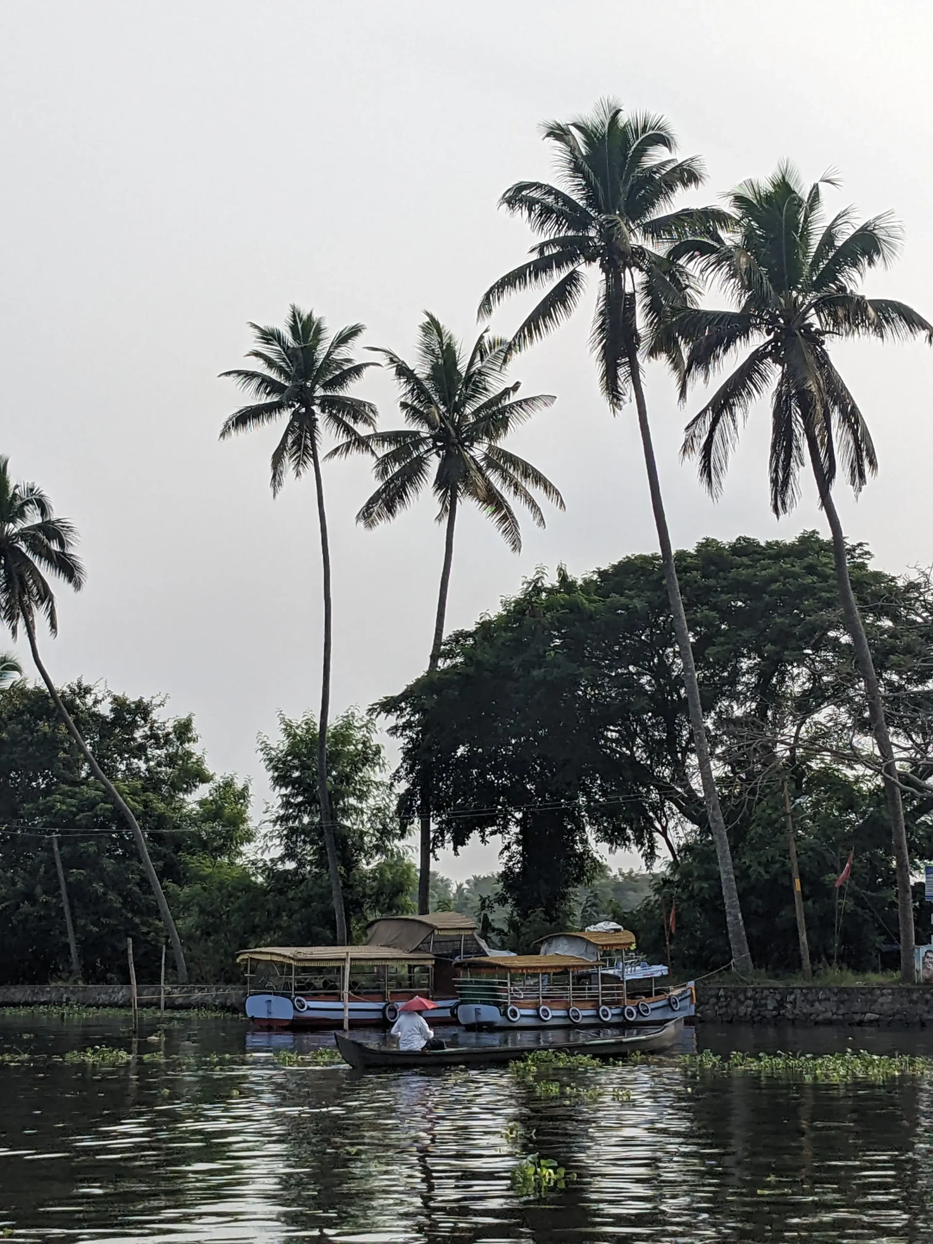 a water way has a three small wooden boats and a pathway lined with palm trees at Alleppey's backwaters, India