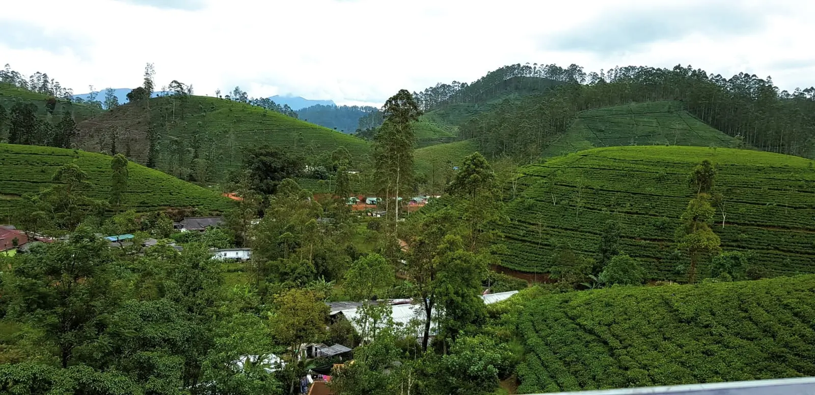 Tea plantation views from the train kandy train to ella 1 1