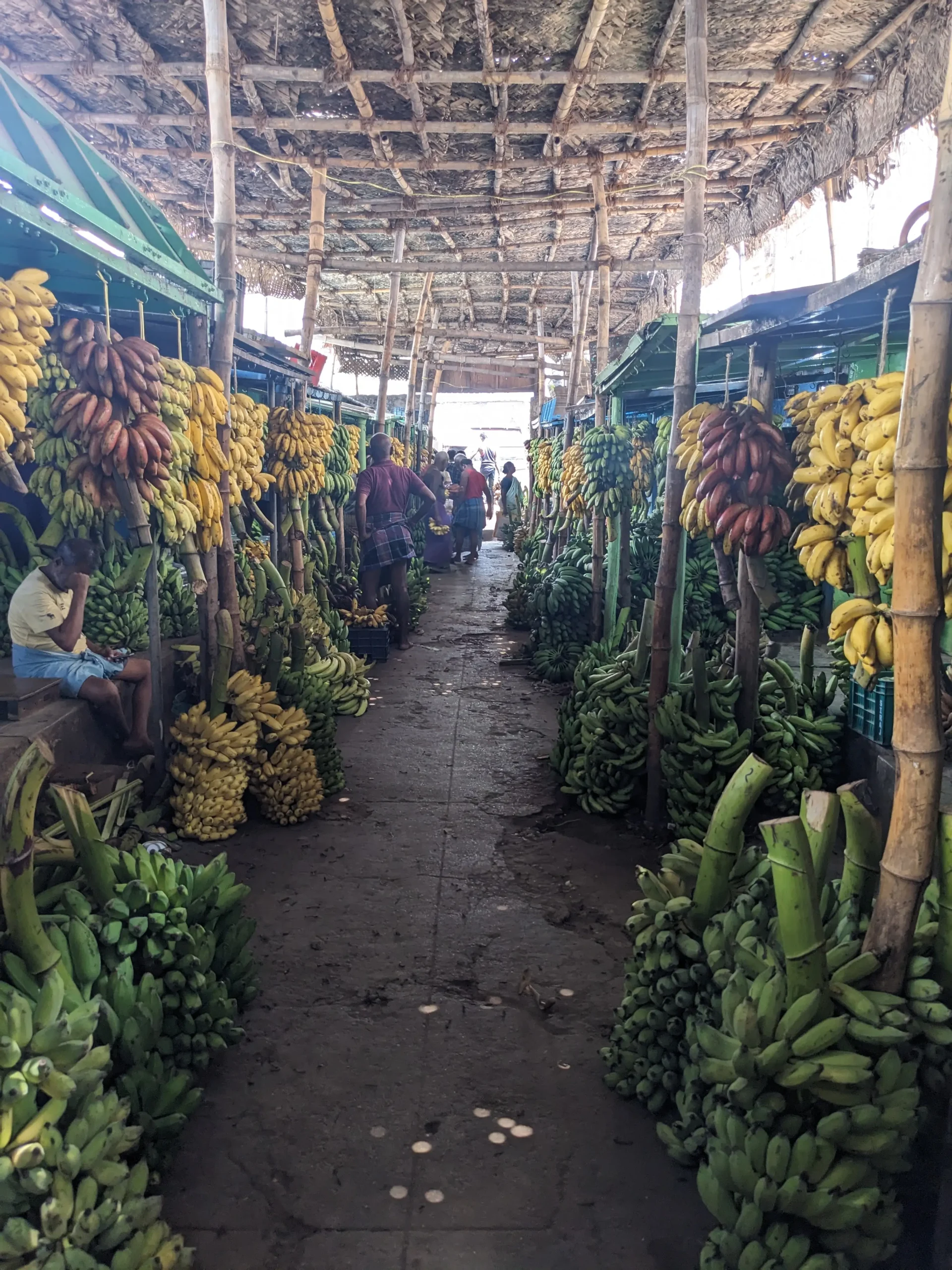 Rows of loads of different types of bananas - red, yellow and green at Madurai banana market, Tamil Nadu, South India