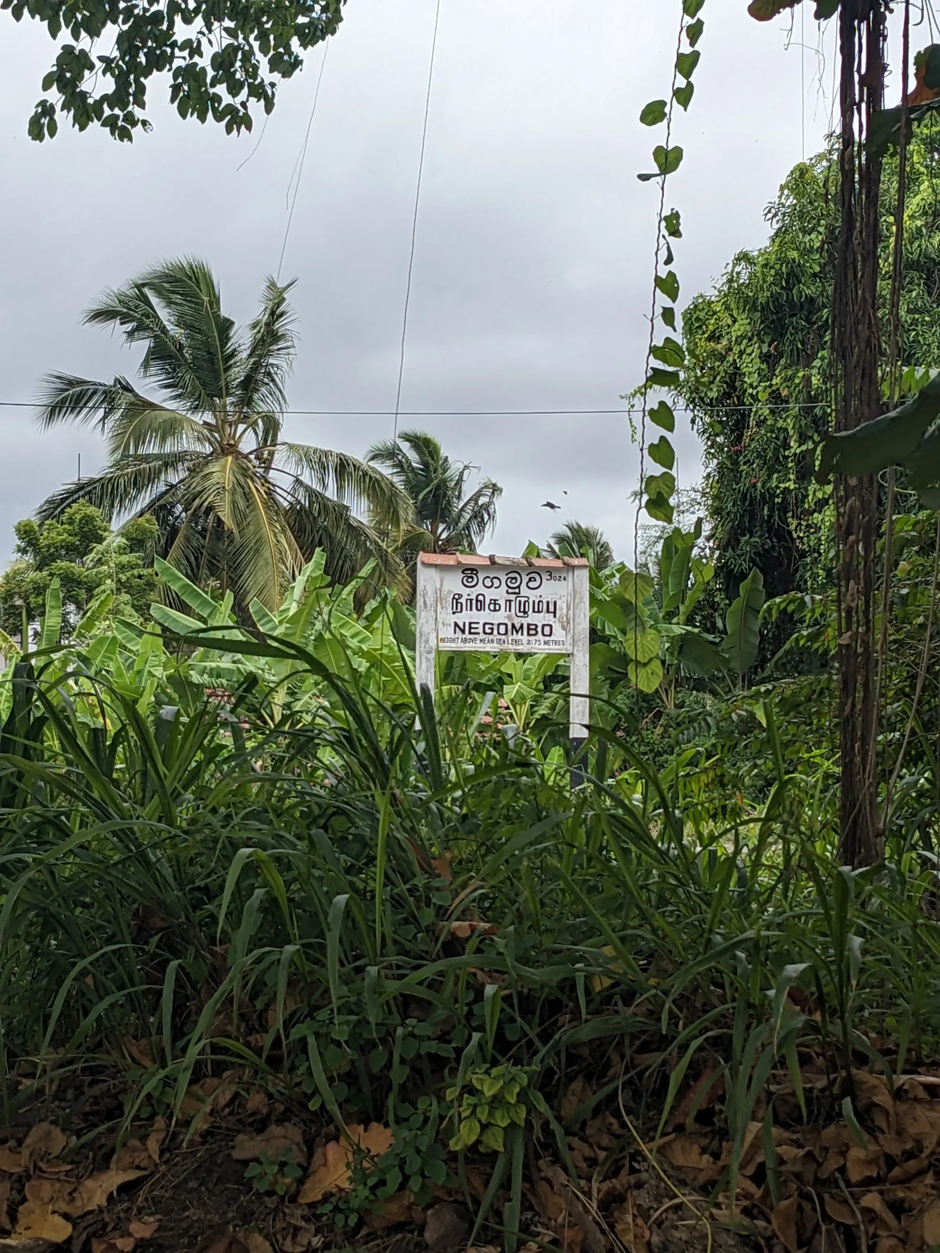 Cows on Majorda beach Green tropical plants are overgrown around a white sign for Negombo train station