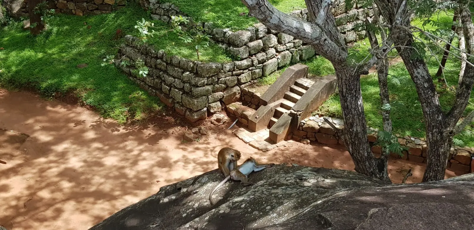 two monkeys relaxing at Sigiriya Rock