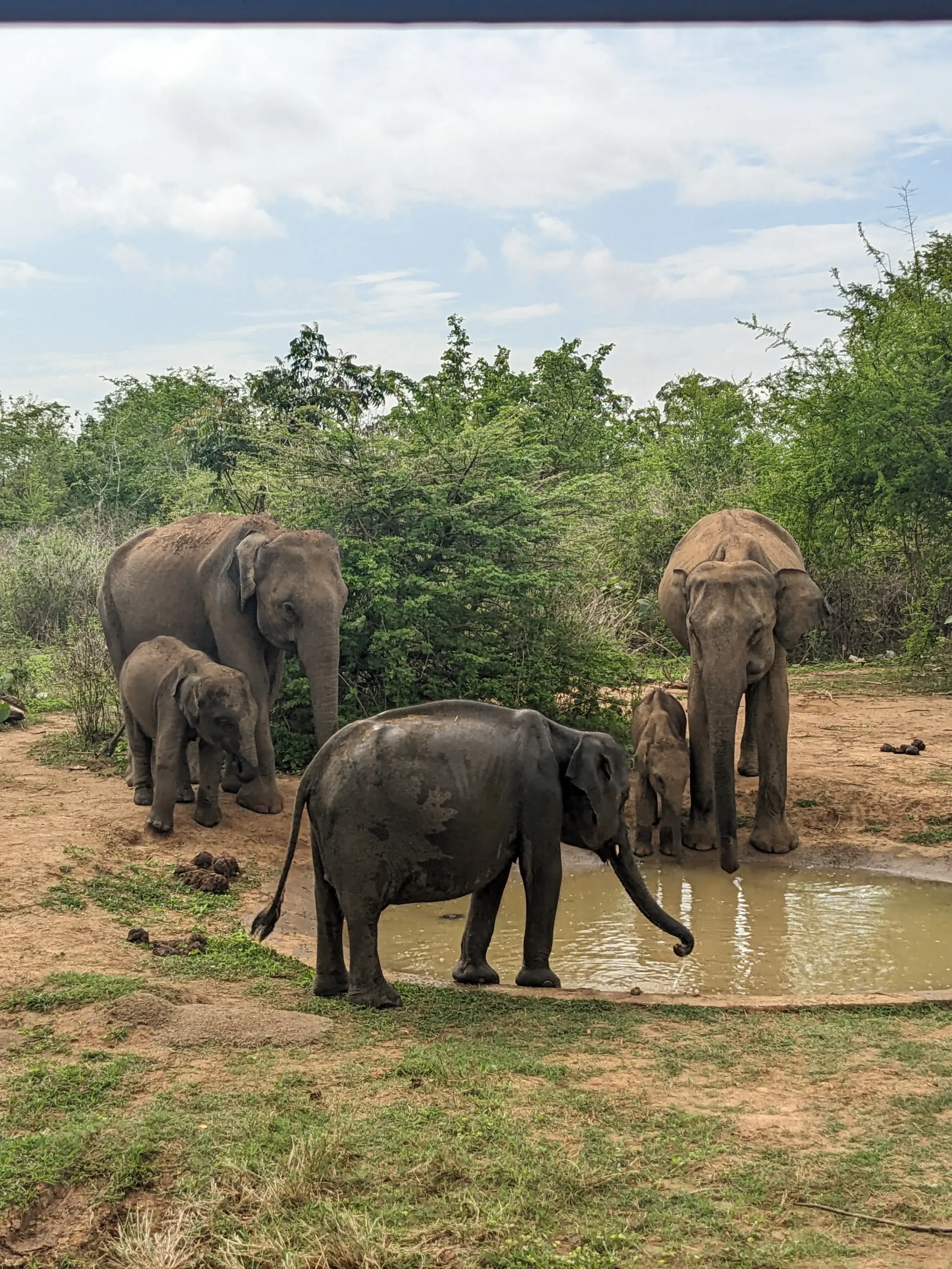 Elephants at a watering hole five Asian elephants drink from a watering hole in Udawalawe National Park, Sri Lanka