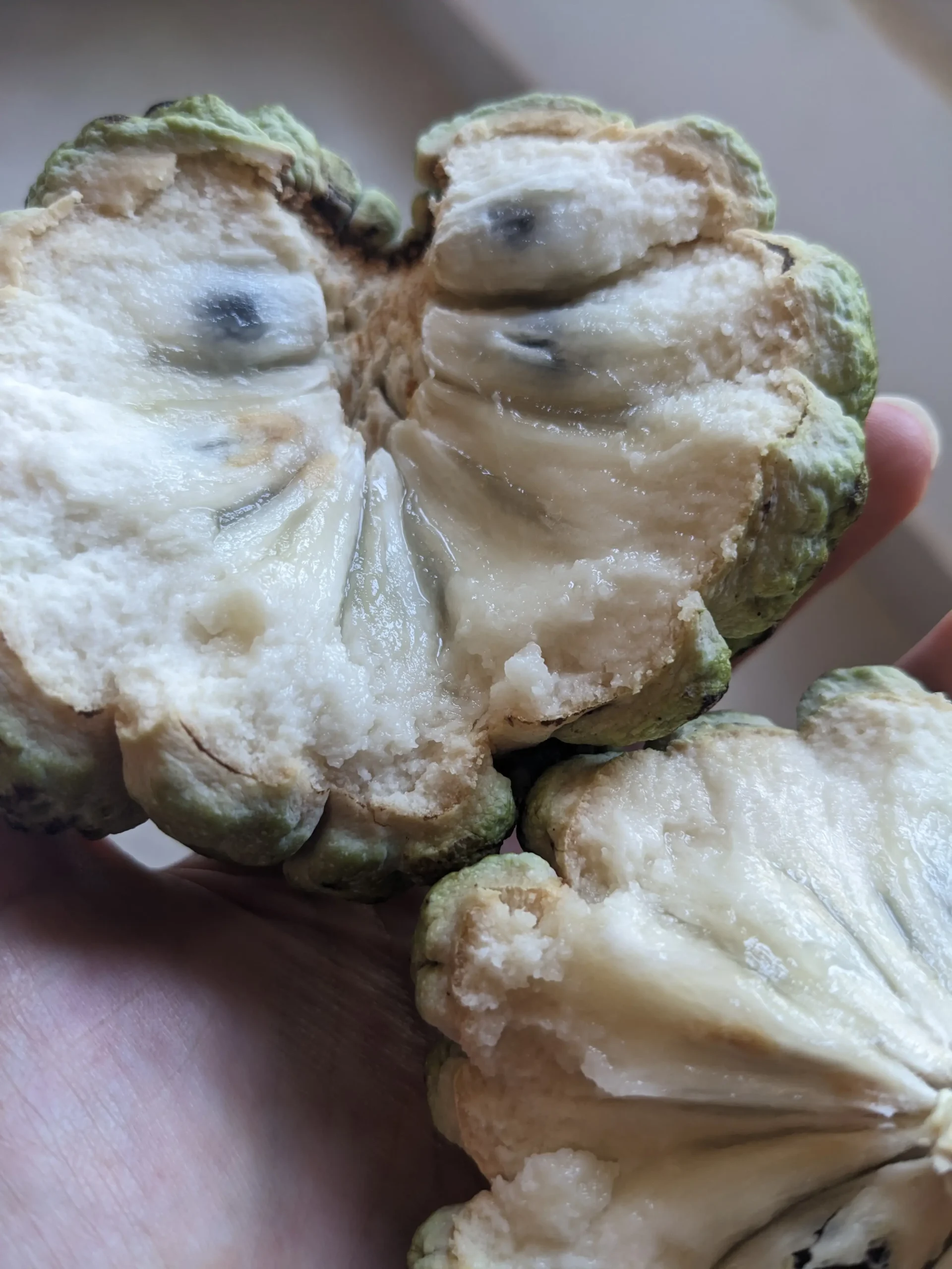 the inside of a custard apple is a soft white flesh with large black seeds