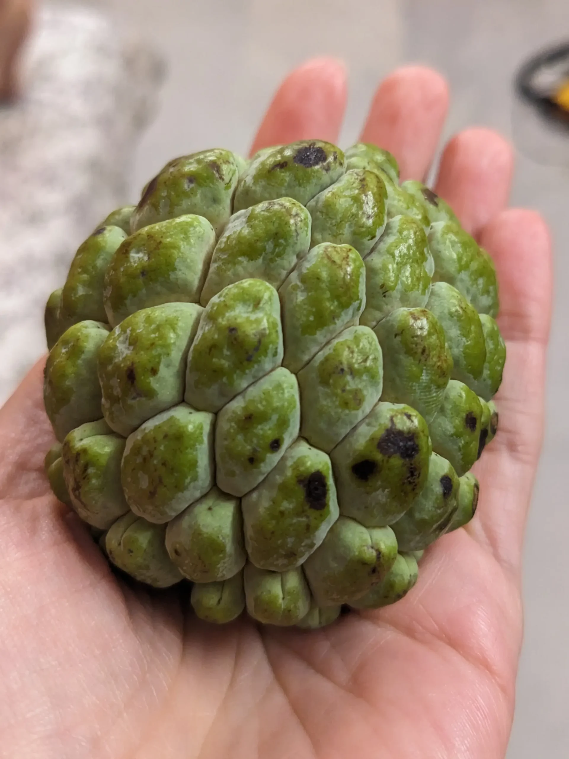 the custard apple fits in the palm of a hand and has a green nobbly skin 