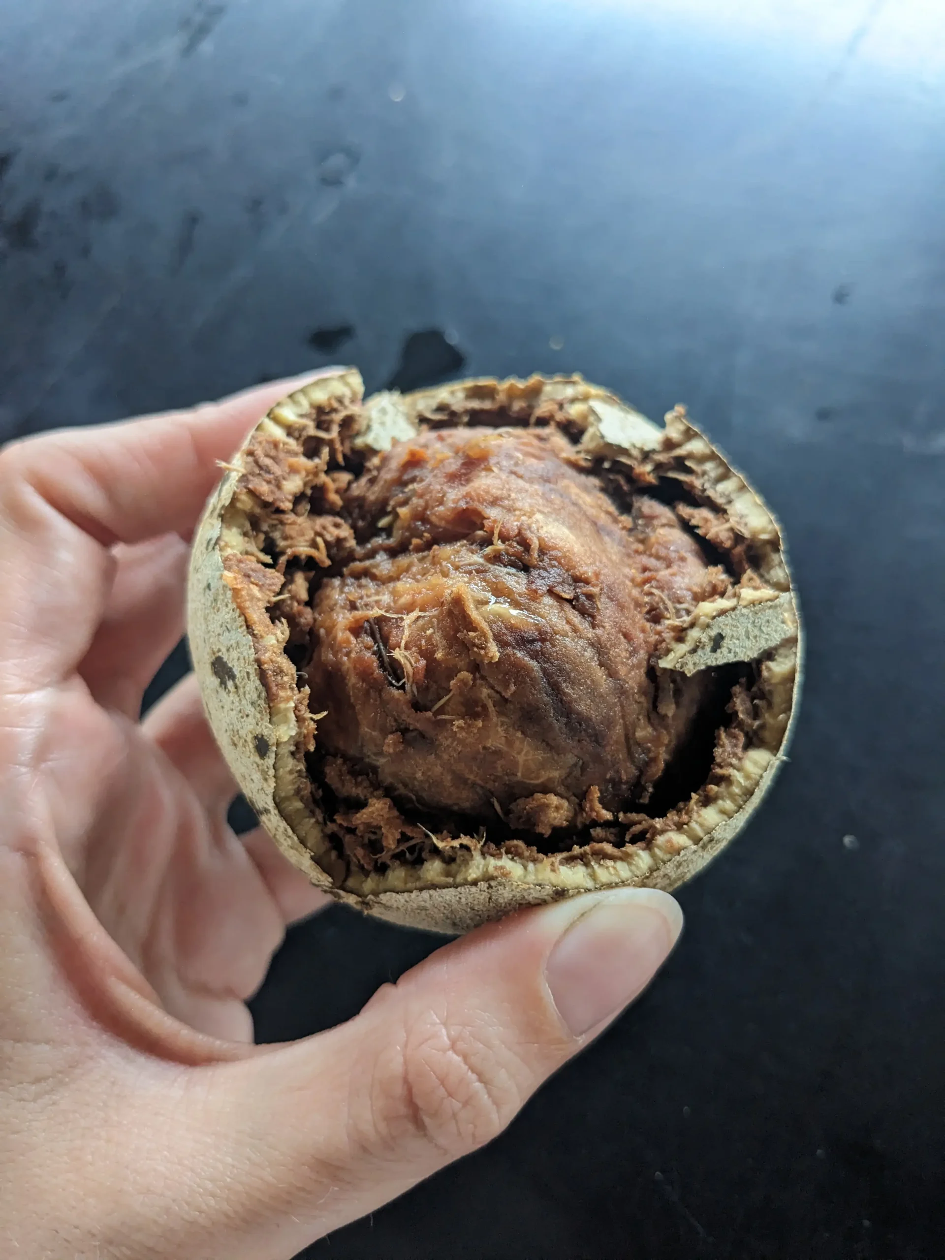 the hard exterior of a wood apple has been cracked open to reveal a ball of brown fibrous flesh inside