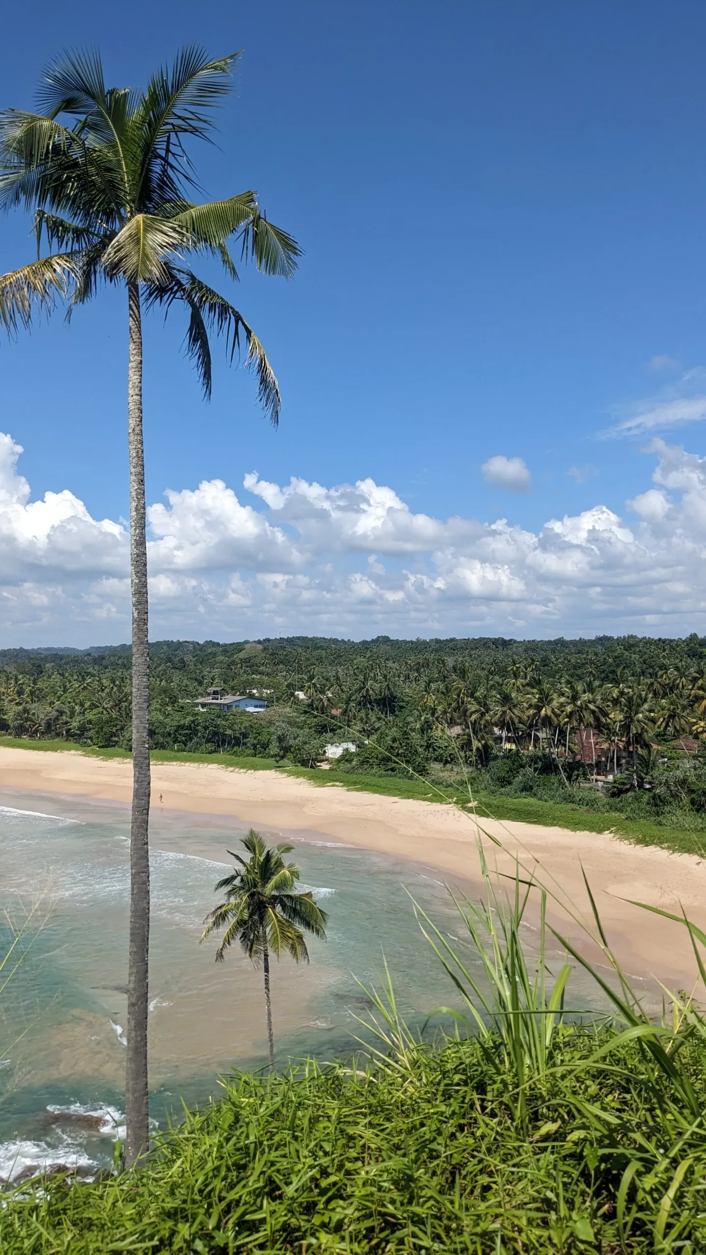 Talalla Beach Viewpoint one palm tree in the foreground overlooks Talalla Beach and the tropical jungle beyond it in Sri Lanka