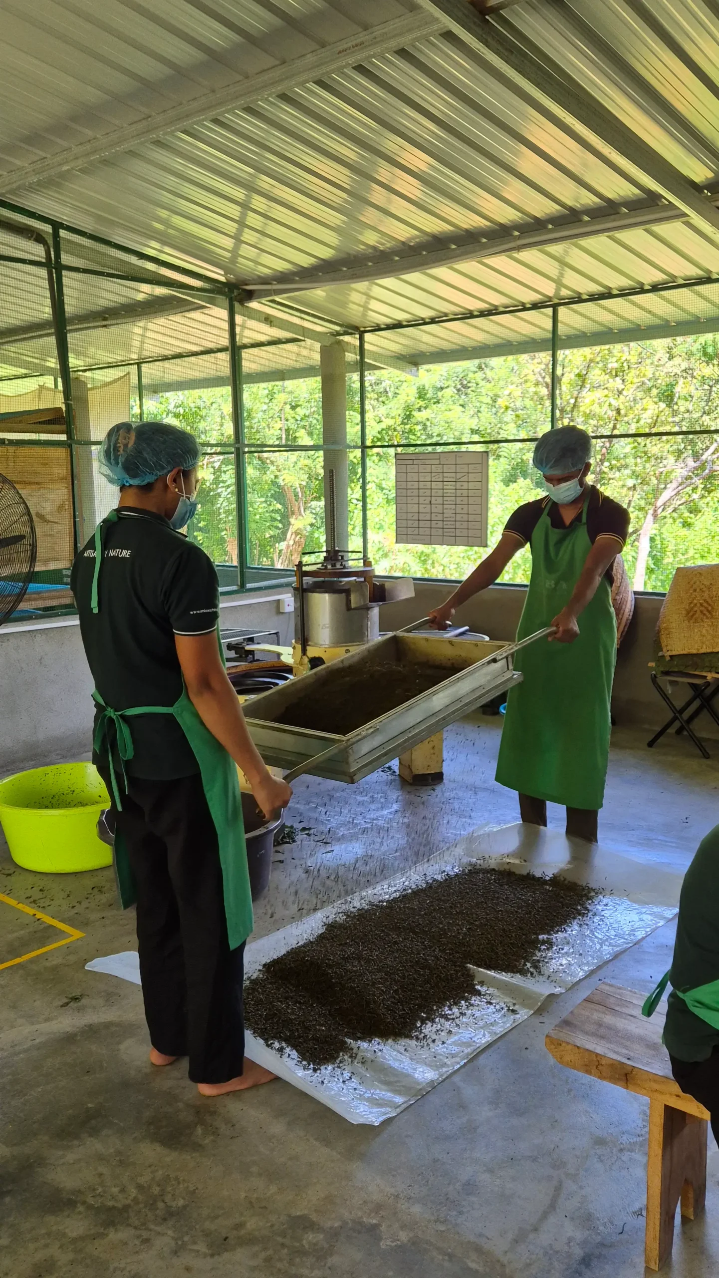 tea factory workers two tea factory workers wear masks, hair nets and aprons while sifting dried tea leaves with a huge manual metal device