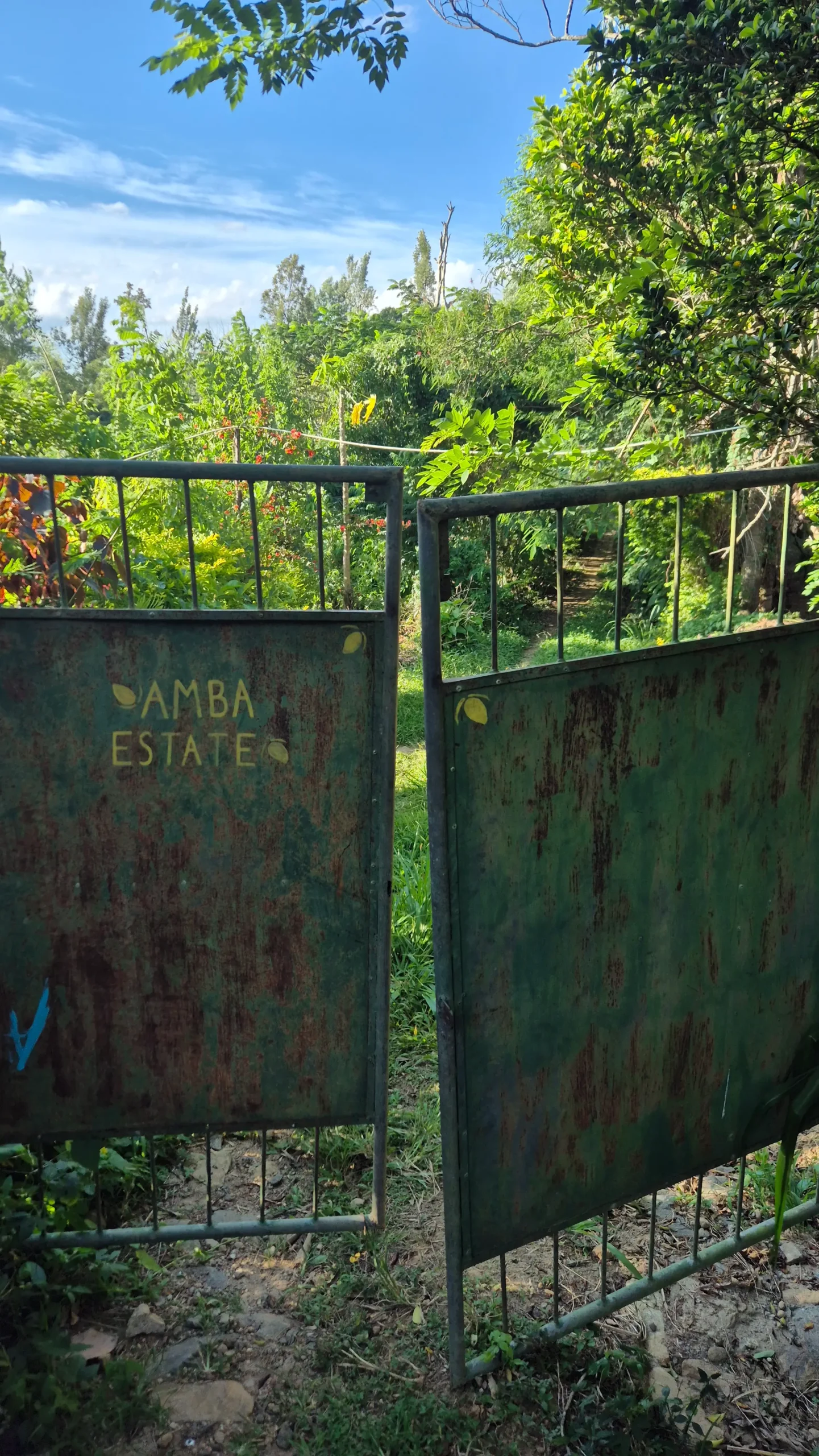 Amba estate gate a rusted metal gate has AMBA ESTATE hand-painted on the front surrounded by little hand-painted mangos