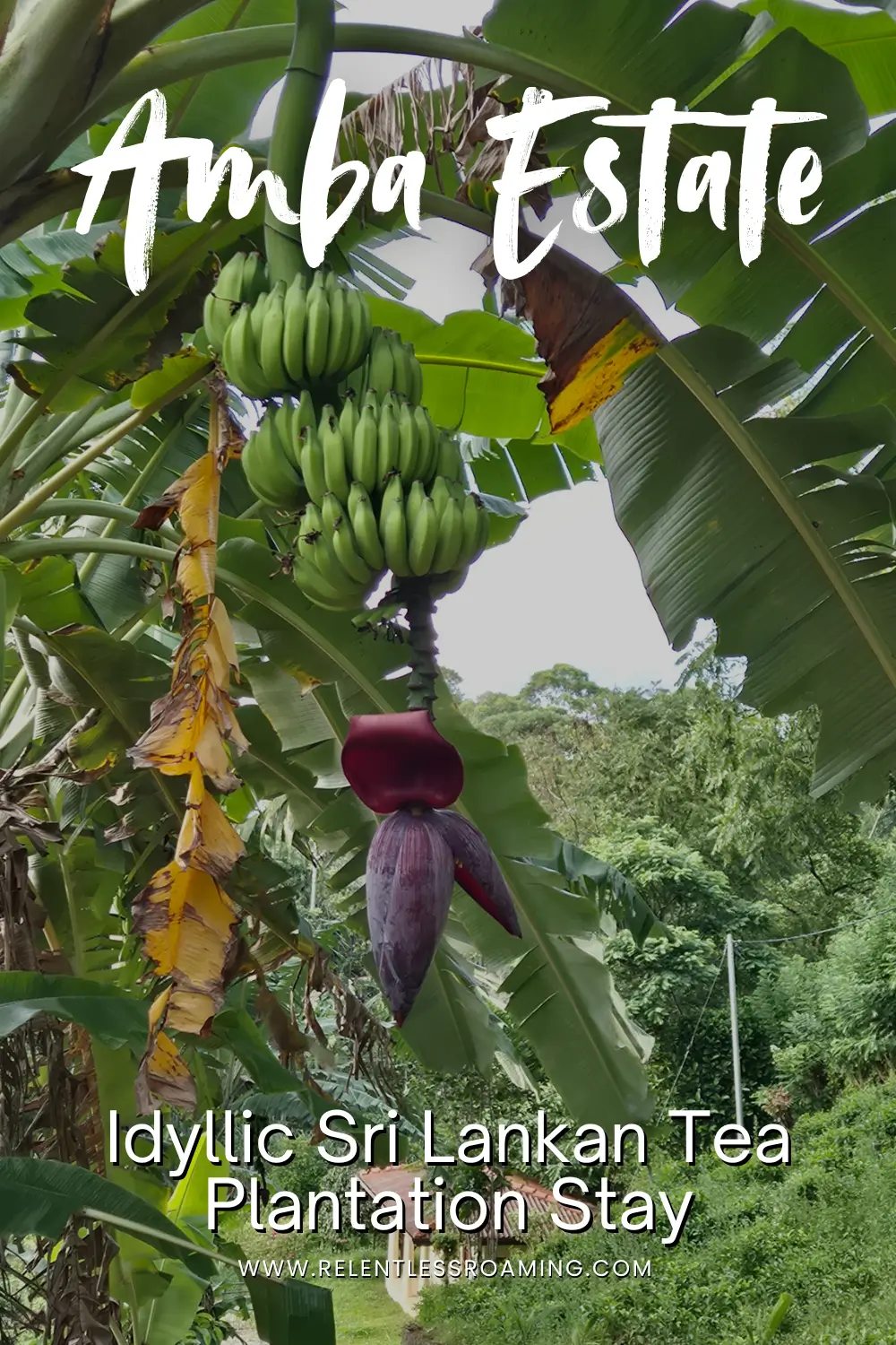 Amba Estate pin green bananas and a bright purple banana flower hang from a tree