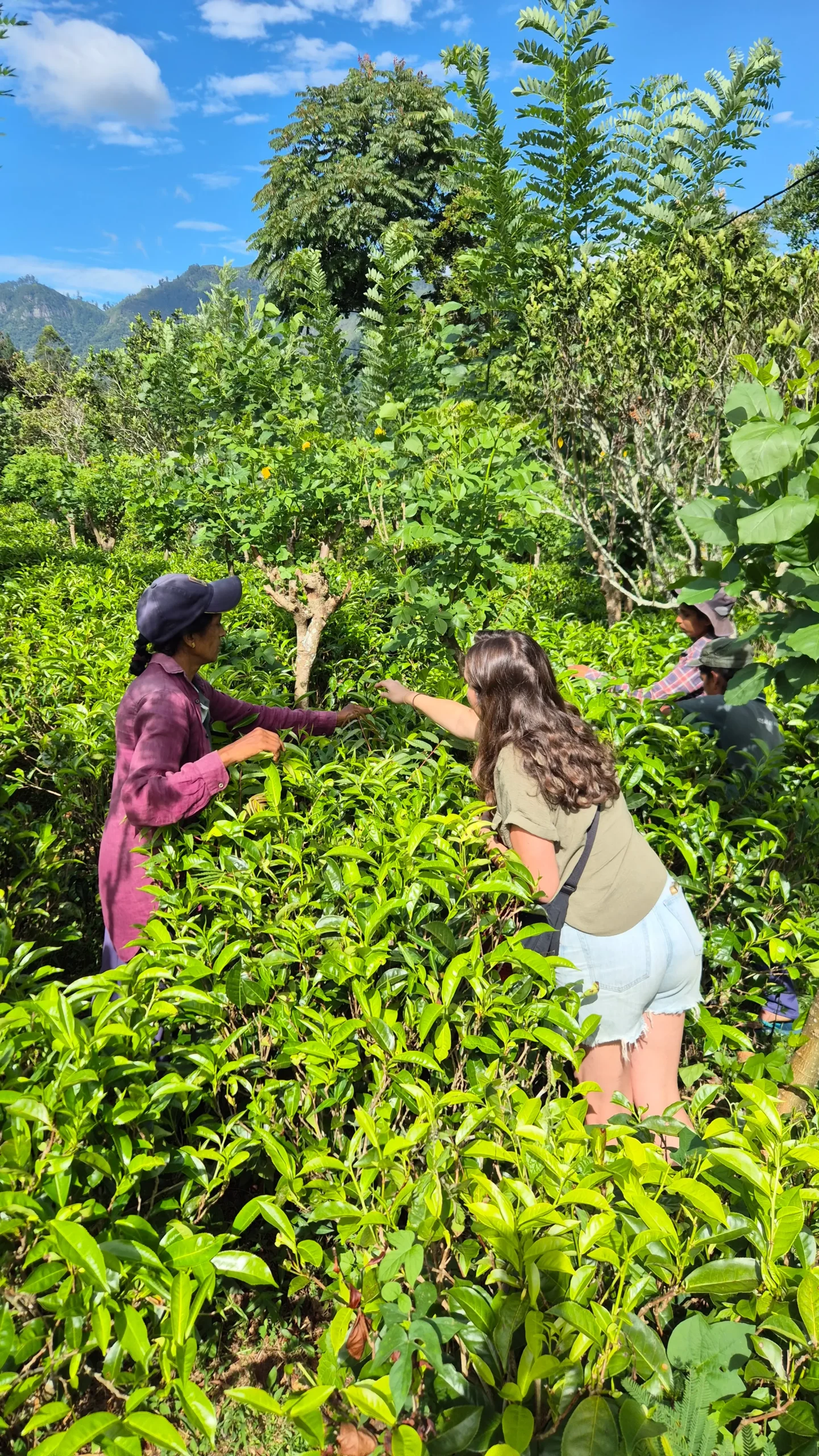 Sam picking tea leaves women picking tea leaves on a Sri Lankan tea plantation - Amba Estate