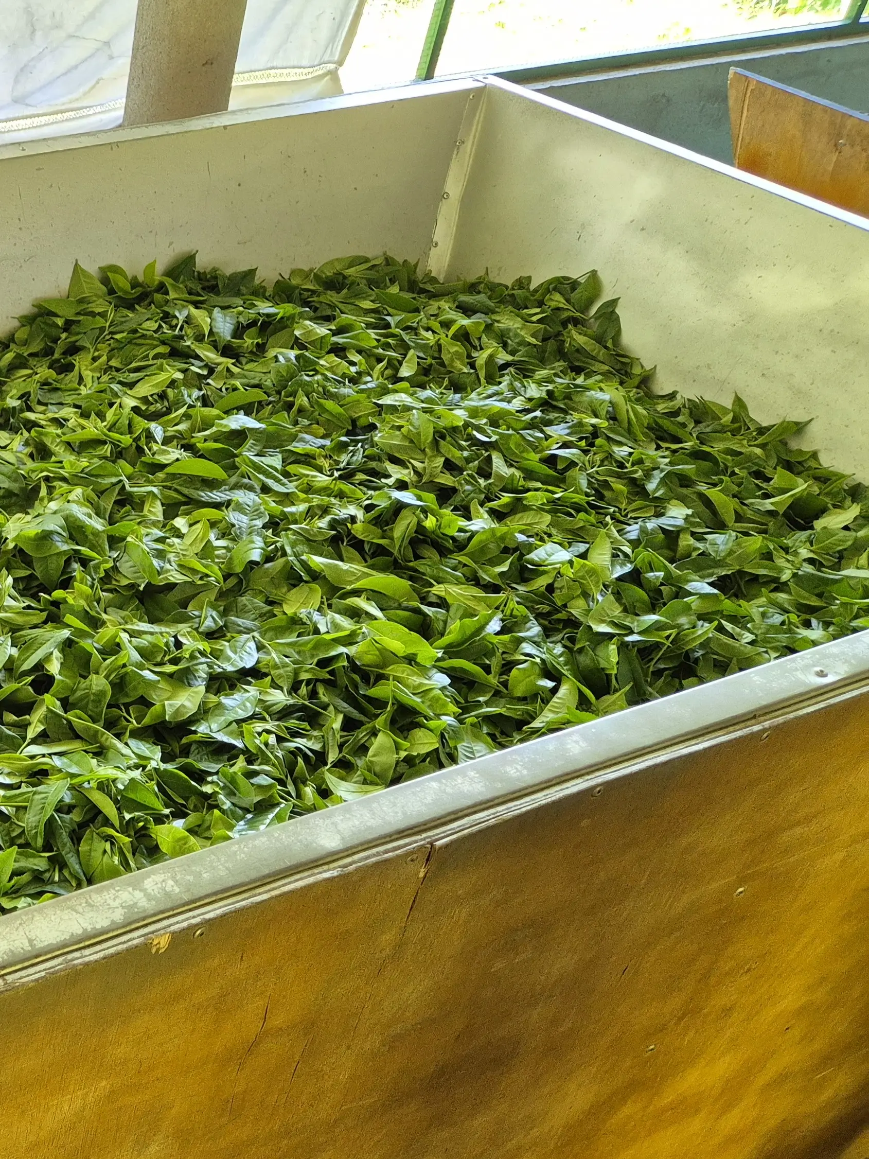 withering tea leaves a layer of fresh Sri Lankan tea leaves are left on a rack to wither and dry out