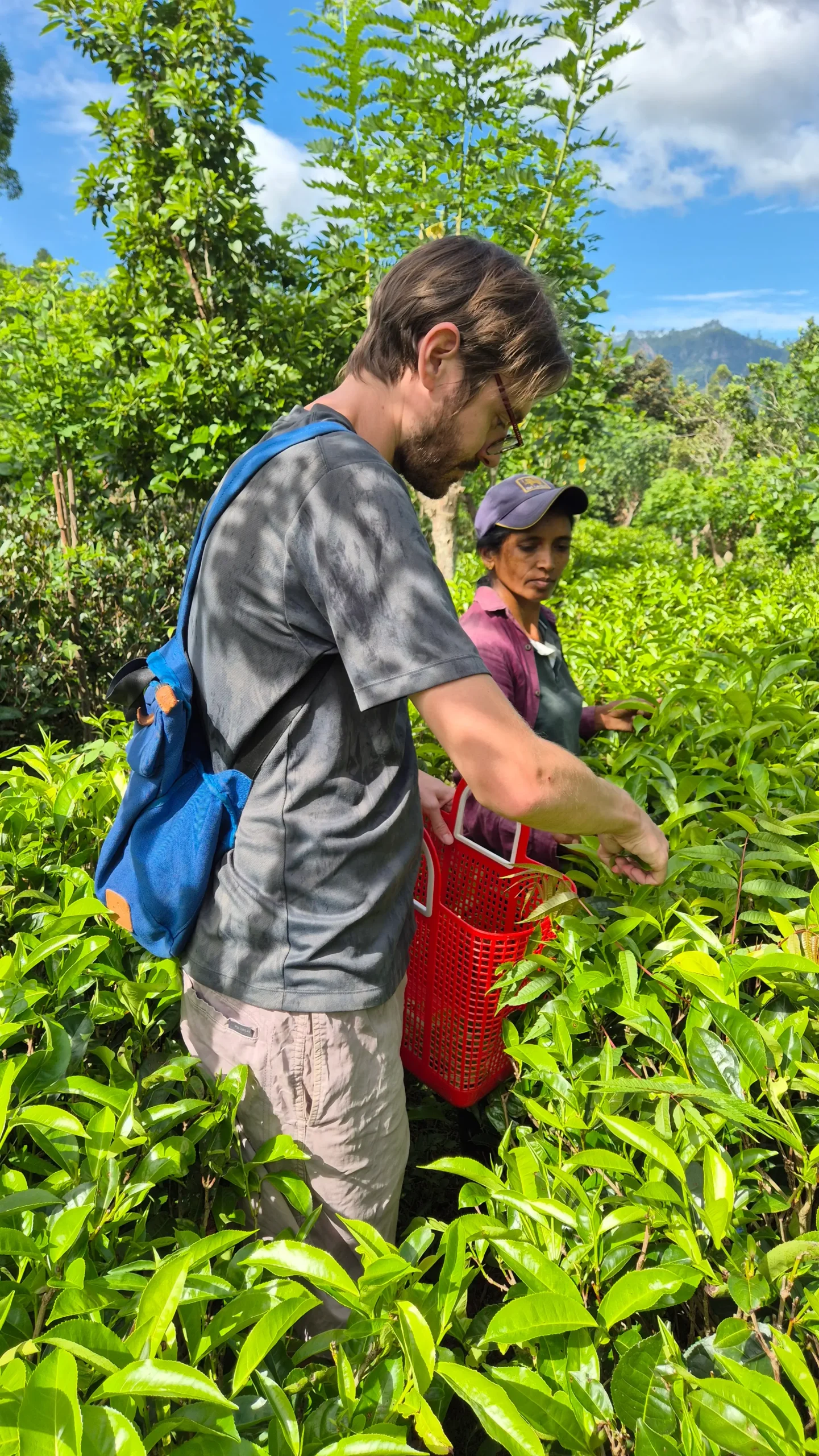 Chris picking tea leaves people picking tea leaves on a Sri Lankan tea plantation - Amba Estate
