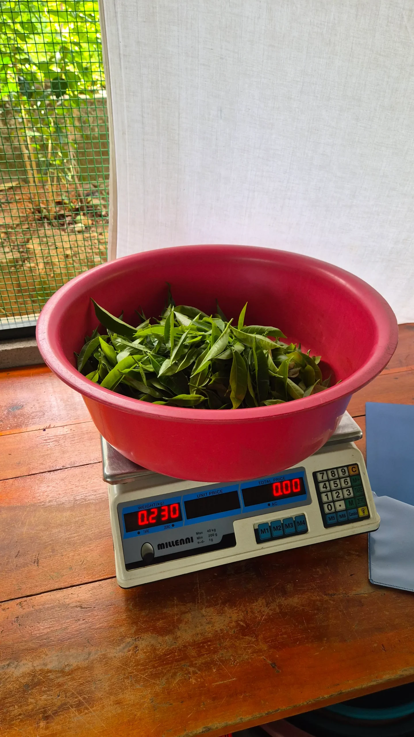 weighing the leaves a red bucket full of tea leaves sit on a scale and shows 230g weight