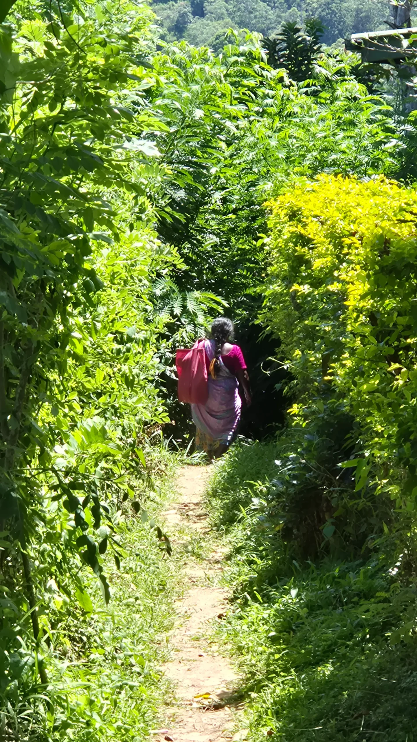 Amba Estate a woman is a bright pink and purple saree has long plaited hair and carries a red bag walking down a path surrounded by greenery