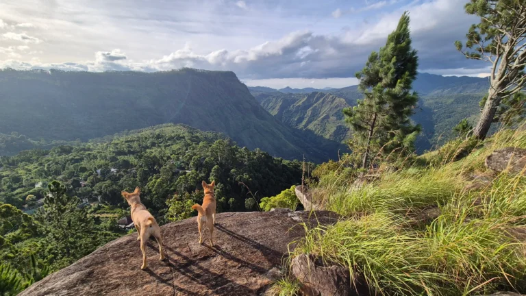 two dogs standing on a rock overlooking the mountains and greenery of Ella Gap in Sri Lanka's highlands.
