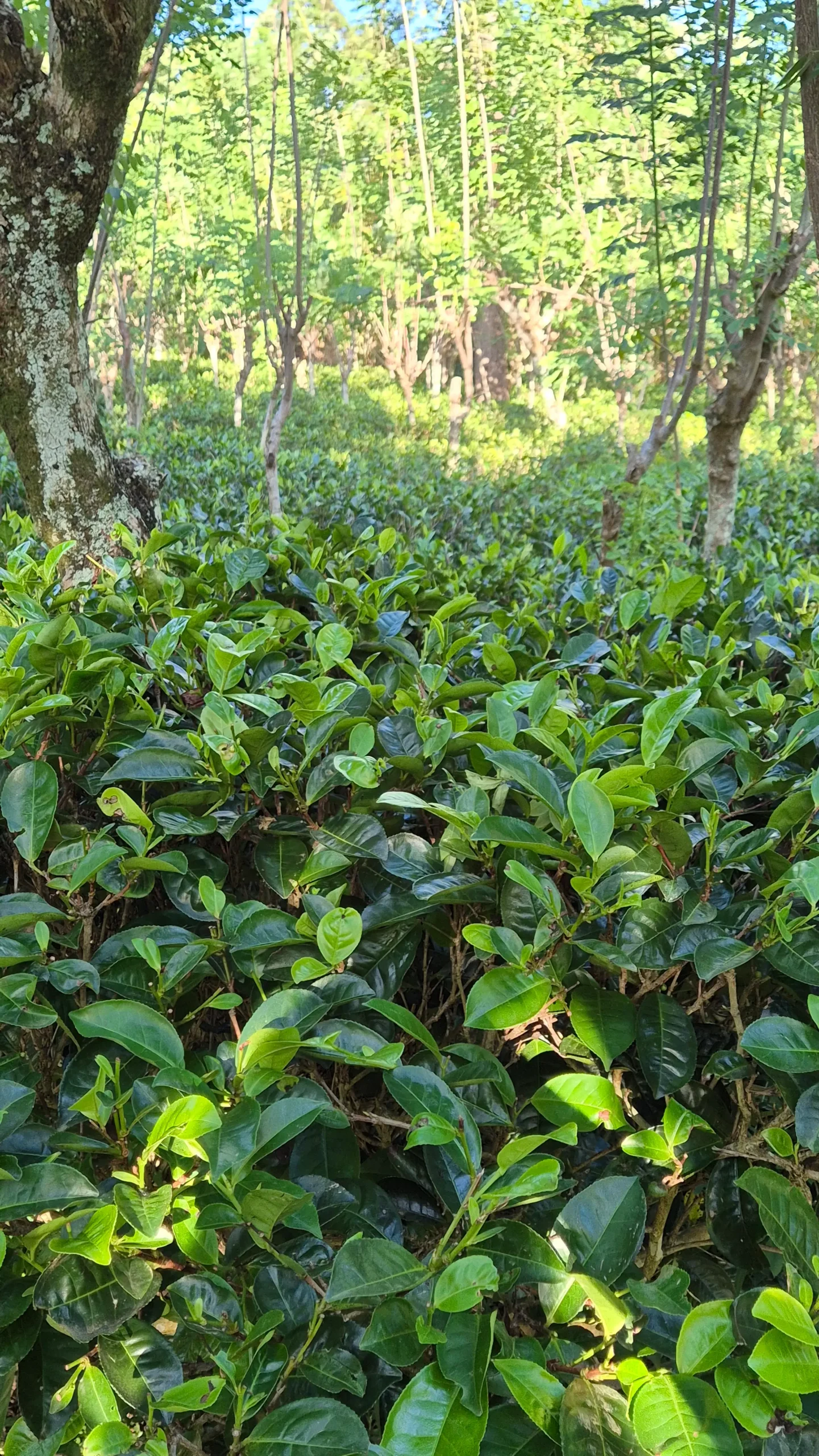 tea bushes tea bushes in a Sri Lankan tea plantation