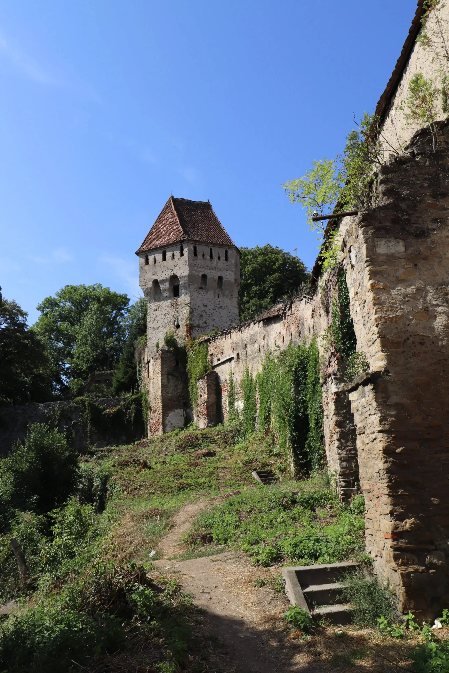 fortress wall ruins have overgrown plants and a guild tower with pointed roof top in Sighisoara